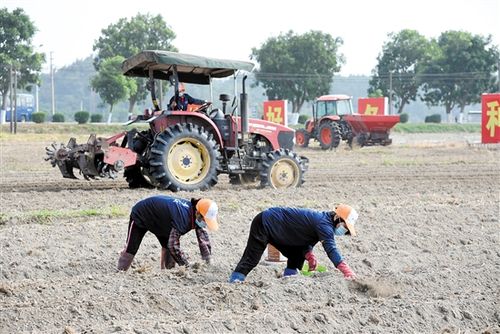无人机植保提高水稻种植机械化水平,助力农业发展实现现代化.
